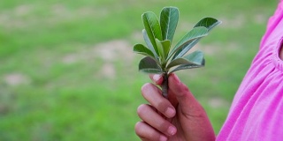 亚洲妇女拿着绿色的小植物给孩子。保护地球的概念和象征。慢动作拍摄，50帧/秒