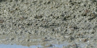 近距离特写:数千只令人毛骨悚然的巴厘小海蟹在岩石上爬行