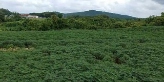 木薯田鸟瞰图