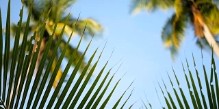 椰子树冠在蓝天阳光从地面的视角。