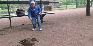 小男孩在公园里喂鸭子