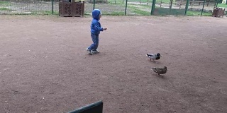 小男孩在公园里喂鸭子玩得很开心