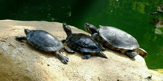 乌龟放松和享受阳光