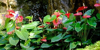 红鹤花(红掌)