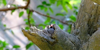 爪哇麻雀（帕达·奥里齐沃拉）