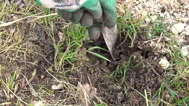 园丁在花园里挖了一个洞来种花
