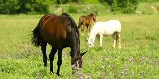 美丽的马在绿色的草地上吃草