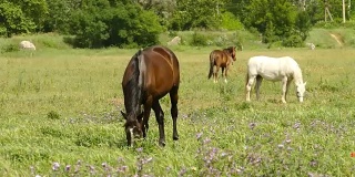 美丽的马在绿色的草地上吃草