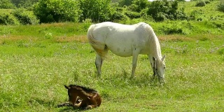 在绿色草地上，一匹带着小马驹的马