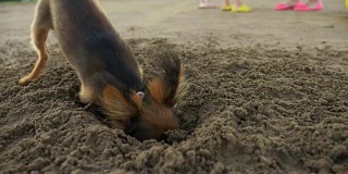 狗在沙中挖洞。