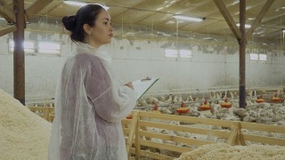 视察家禽农场的鸭场视频素材模板下载