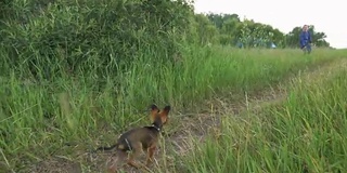 狗在草地上奔跑，追逐移动的摄像机，慢动作拍摄。