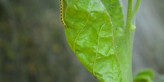 黄色毛虫蝴蝶幼虫慢慢爬出画框特写