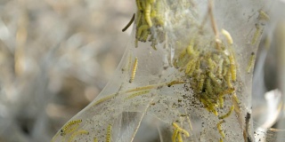 毛虫幼虫在树上的大网袋上留下印记