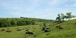 近距离观看一群吃草的牛。绿色的草地，美丽的花朵和蓝色的云的自然农场景观。
