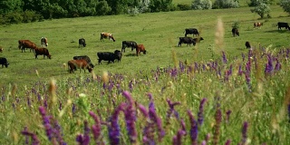 近距离观看一群吃草的牛。绿色的草地，美丽的花朵和蓝色的云的自然农场景观。