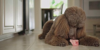 4K视频棕色标准贵宾犬在厨房地板上吃生骨头