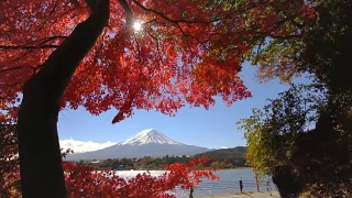 富士山秋色，日本视频素材模板下载