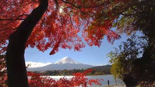富士山秋色，日本视频素材模板下载
