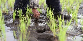 亚洲农业科技在有机农场的泥地里种植水稻幼苗