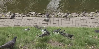 灰鸽子在池塘附近的草地上散步