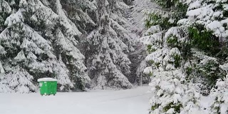 森林里的松树覆盖着白雪