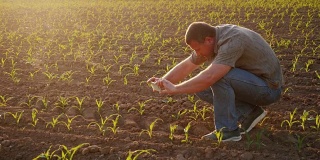 农夫在田里画嫩芽。使用智能手机。技术在农业