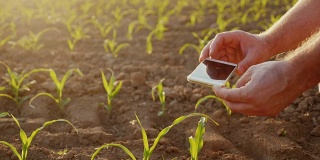 那位农民在田里画玉米幼苗的嫩芽。使用智能手机，在镜框中只能看到手