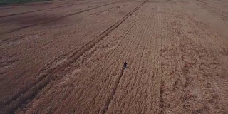 航空摄影。低空飞过一片成熟的麦田。蓝色,明亮的天空。明亮的蓝天和美丽的白云