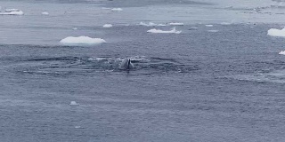 南极洲的座头鲸