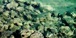 清澈的海水和石头作为背景