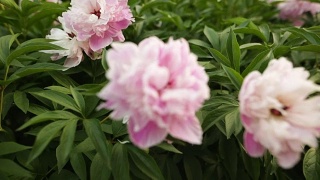选择以粉红色牡丹为主的花卉植物园视频素材模板下载