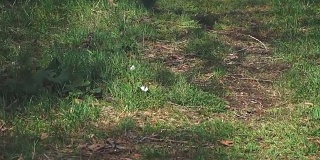 白色的蝴蝶卷心菜在绿色的草地上飞舞