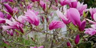 粉玉兰的花蕾，粉玉兰的花，粉玉兰的花，粉玉兰的花在树枝上