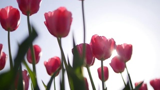 美丽的红色郁金香在蓝天的映衬下绽放视频素材模板下载