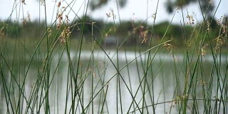 近距离慢动作的水草来自斯里兰卡的一个湖。一个不错的散景。景深浅