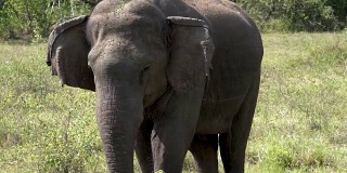 斯里兰卡Yala国家公园一头大象的中景
