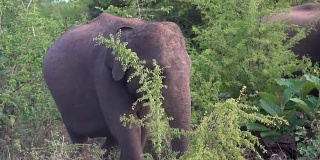 斯里兰卡国家公园的一对大象在日出时散步。
