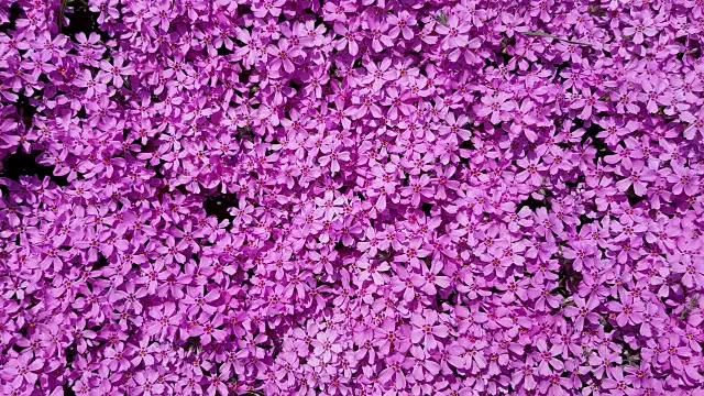 dark purple small flowers in the garden