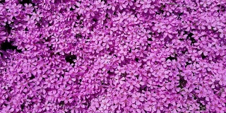 dark purple small flowers in the garden