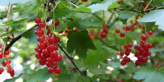 红醋栗对植物浆果的特写高清镜头-红醋栗的落叶灌木果实自然浅静态摄像机