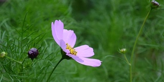 花坛上美丽的宇宙花。近距离