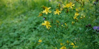 圣约翰草，一种有花的药用植物