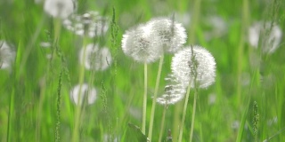 白色毛茸茸的蒲公英，自然田园生活的慢动作视频绿色模糊的春天背景，选择性聚焦。自然的概念