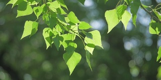 绿色的树枝在白色的背景下自然。阳光下的树叶树木在风中摇曳的慢动作视频。生活方式春天概念自然