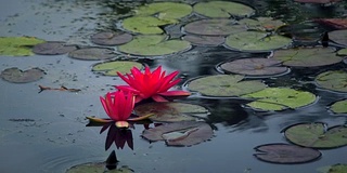 慢镜头，宁静的荷花和睡莲花瓣漂浮在荡漾的湖水中