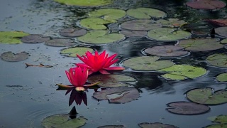 慢镜头，宁静的荷花和睡莲花瓣漂浮在荡漾的湖水中视频素材模板下载
