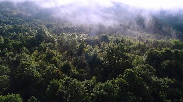 鸟瞰图在森林树木之间覆盖着清晨的雾在春天。