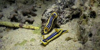 水下海底的裸鳃蛞蝓。