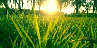 阳光和草地